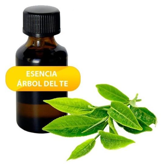 Tea Tree Essential Oil Tea Tree Essential Oil